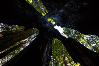 Einblick in einen hohlen Redwood Tree.