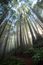 Redwoods: Mystische Stimmung auf der Abend-Wanderung.