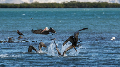 Meins, meins, meins! Wie Jagdbomber stürzen sich die Pelikane auf ihr Futter.