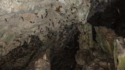 Tausende Fledermäuse verlassen die Höhlen am Abend.