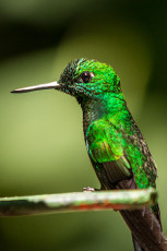 Kolibri in Monteverde.