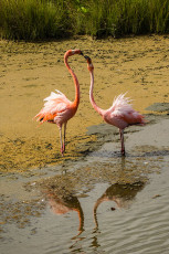 Balztanz der Flamingos.