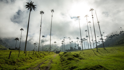 Valle de Cocora mit den höchsten Palmen der Welt.