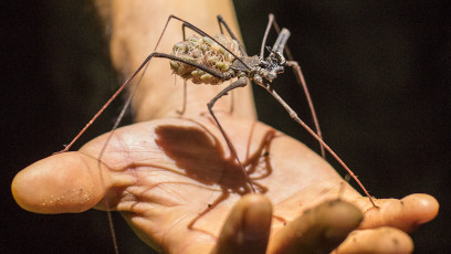 Süss: eine Skorpion-Spinne mit ihren Jungen.