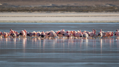 Morgens ist es teilweise so kalt, dass die Flamingos in der Lagune eingefroren sind.