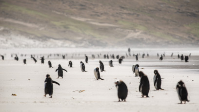 Hier leben Magellan-, Rockhopper-, Gentoo- und Königs-Pinguine.