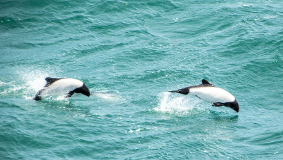 Wir sind Commerson's Dolphins.