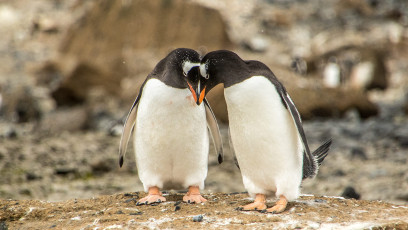 Zuerst kommt auch in der Antarktis die Liebe.