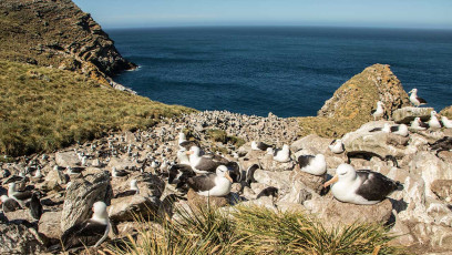 Wir präsentieren unsere hübsche Albatross-Kolonie auf den Falklands.