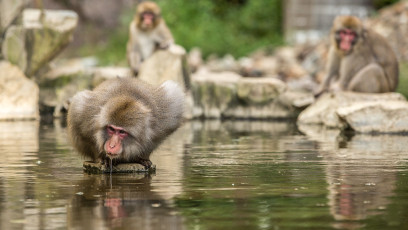 Auch die japansichen Makaken schätzen die heissen Quellen.