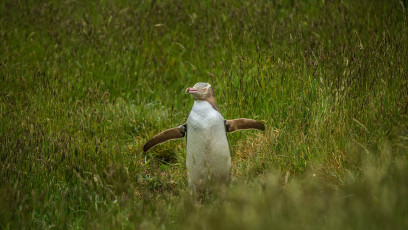 Der Gelb-Augen-Pinguin ist stark vom Aussterben bedroht.