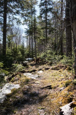 Es ist ein schöner Trail durch einen verwunschenen Wald