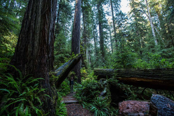 Redwoods: Finde Irene.
