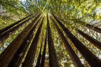 Redwood-Impression.