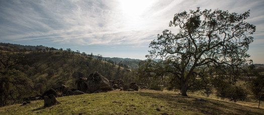 Die Sierra Foothills überraschen uns mit wunderschönen geschwungenen Hügellandschaften.