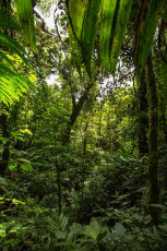 Dschungel in Monteverde.