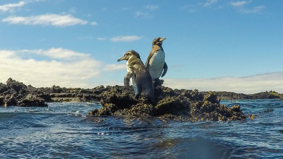 Die Pinguine sind im Wasser zu schnell für uns… daher hier auf dem Land.