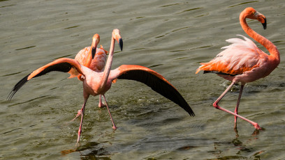 Flamingos tummeln sich in den Lagunen.