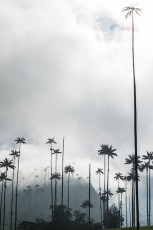 Kolumbien hat auch Palmen auf 3000 MüM, die bis zu 60 Meter hoch werden.