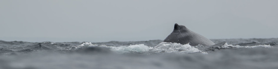 Wir jagen Wale bei Puerto Lopez.