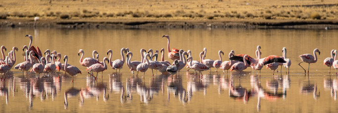 In vielen Seen finden sich Flamingos ein.