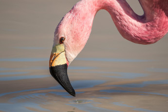Es hat drei verschiedene Arten von Flamingos.
