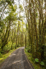 Dichte, regenwaldähnliche Vegetation umgibt uns beim Fahren…