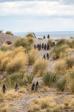 Pinguin-Highway zum Strand.