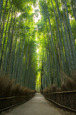 Als Kontrastprogramm ein Bambus-Wald.