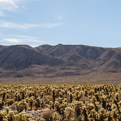 Cholla Kaktus Garten: tausende von Kakteen wachsen hier.