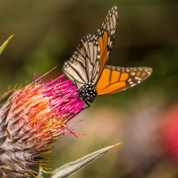 Die Monarch-Falter ernähren sich von Blüten-Nektar.