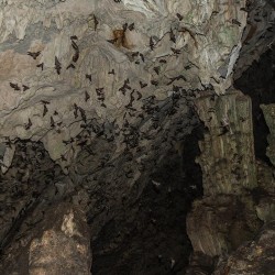 Tausende Fledermäuse verlassen die Höhlen am Abend.