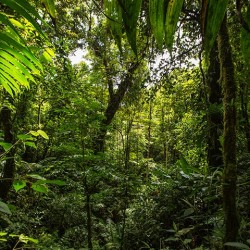 Dschungel in Monteverde.