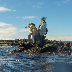 Die Pinguine sind im Wasser zu schnell für uns… daher hier auf dem Land.