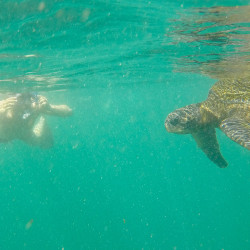 Yeaah, die erste Meeresschildkröte! Wahnsinn!