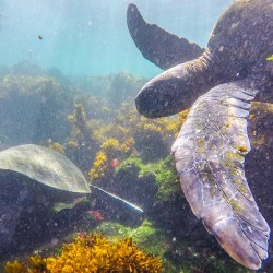 Wir sehen immer mehr Meeresschildkröten.