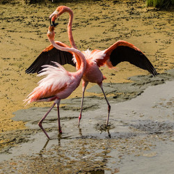 Flamingos tummeln sich in den Lagunen.