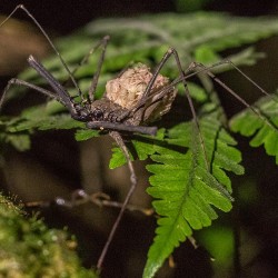 Süss: eine Skorpion-Spinne mit ihren Jungen.