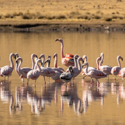 In vielen Seen finden sich Flamingos ein.
