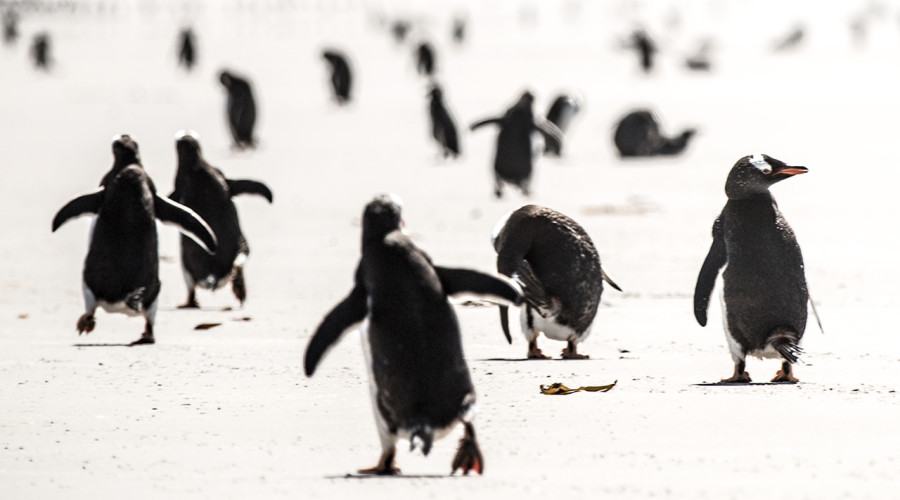 Antarktis: nur Vögel und Eis?