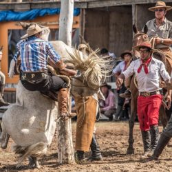 Der Höhepunkt des Festivals ist das Rodeo-Reiten.