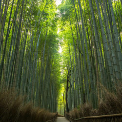 Als Kontrastprogramm ein Bambus-Wald.