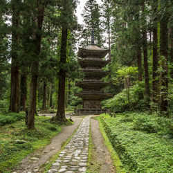 Der gesamte Weg ist gesämt von riesigen, jahrhunderte-alten japanischen Zedern.