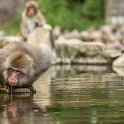 Auch die japansichen Makaken schätzen die heissen Quellen.