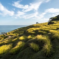 An diesem Küstenabschnitt werden seit Jahrhunderten über 1000 kleinste Reisfelder traditionell bewirtschaftet.